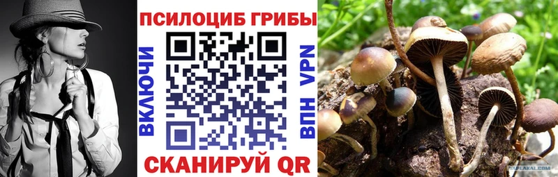цены   Гурьевск  Псилоцибиновые грибы GOLDEN TEACHER 